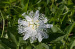 Passionflower <BR>Maypop